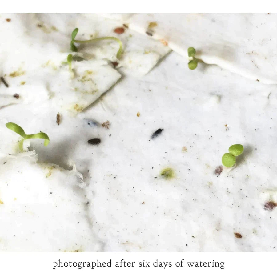 A seed card photographed after six days of watering. Small sprouts coming out of the card are very visible, highlighting the natural element of the cards.