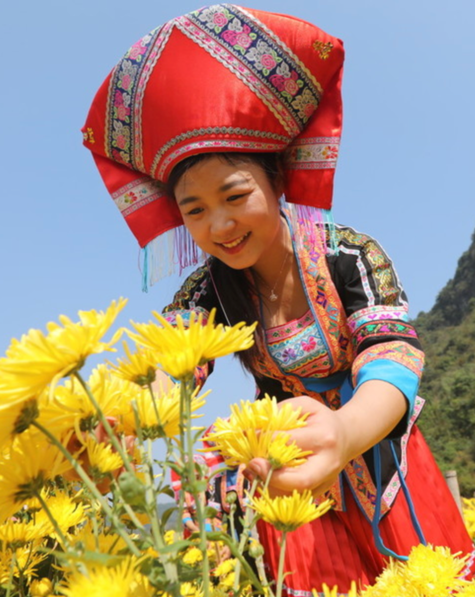 Royal Chrysanthemum