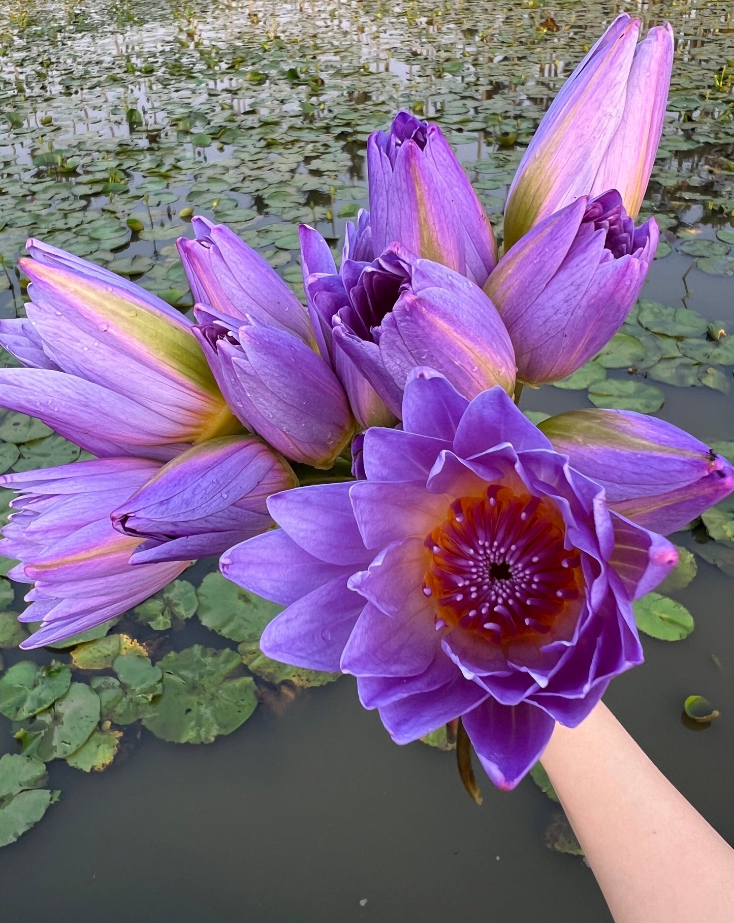 Blue Lotus Tea