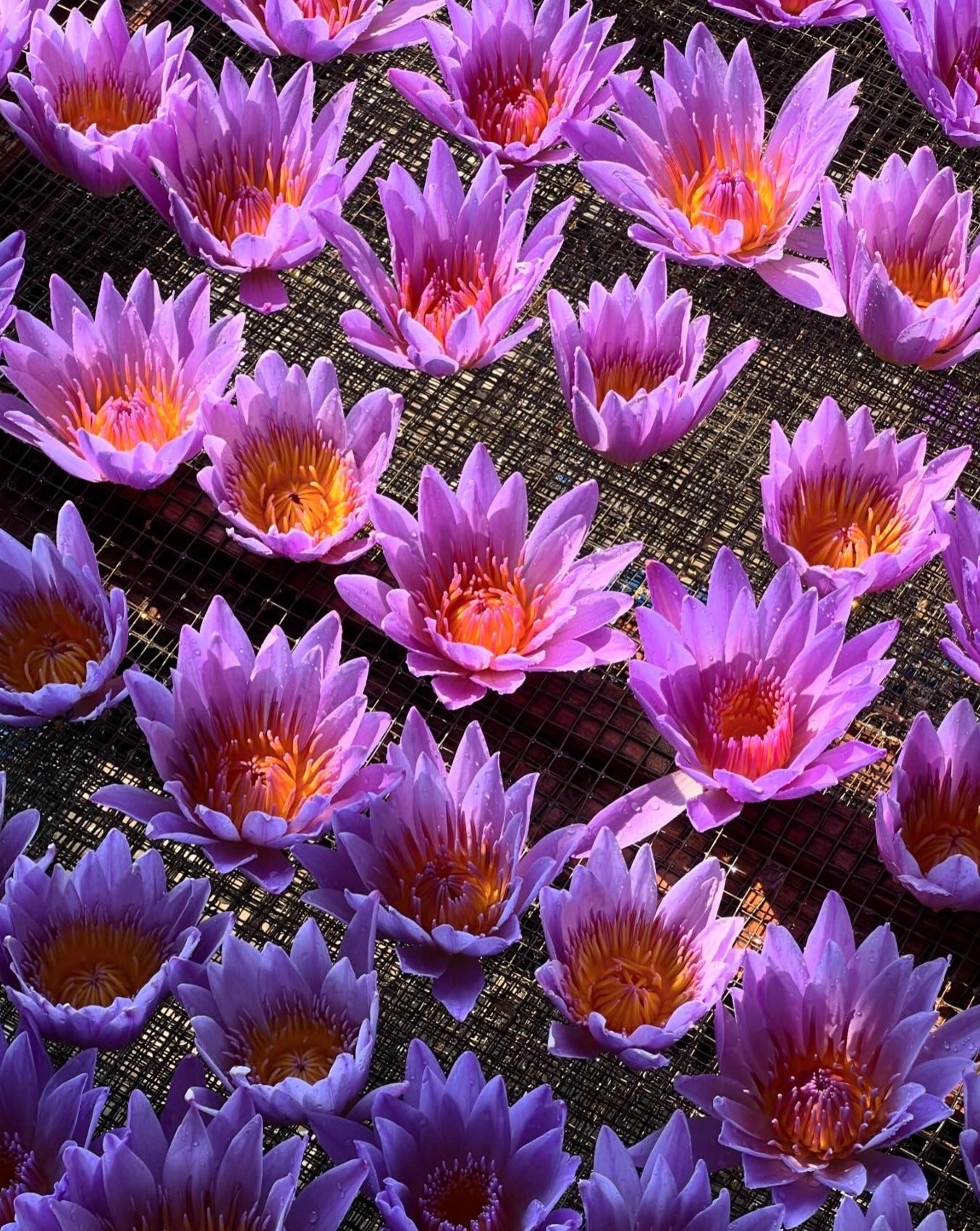 Blue Lotus Tea