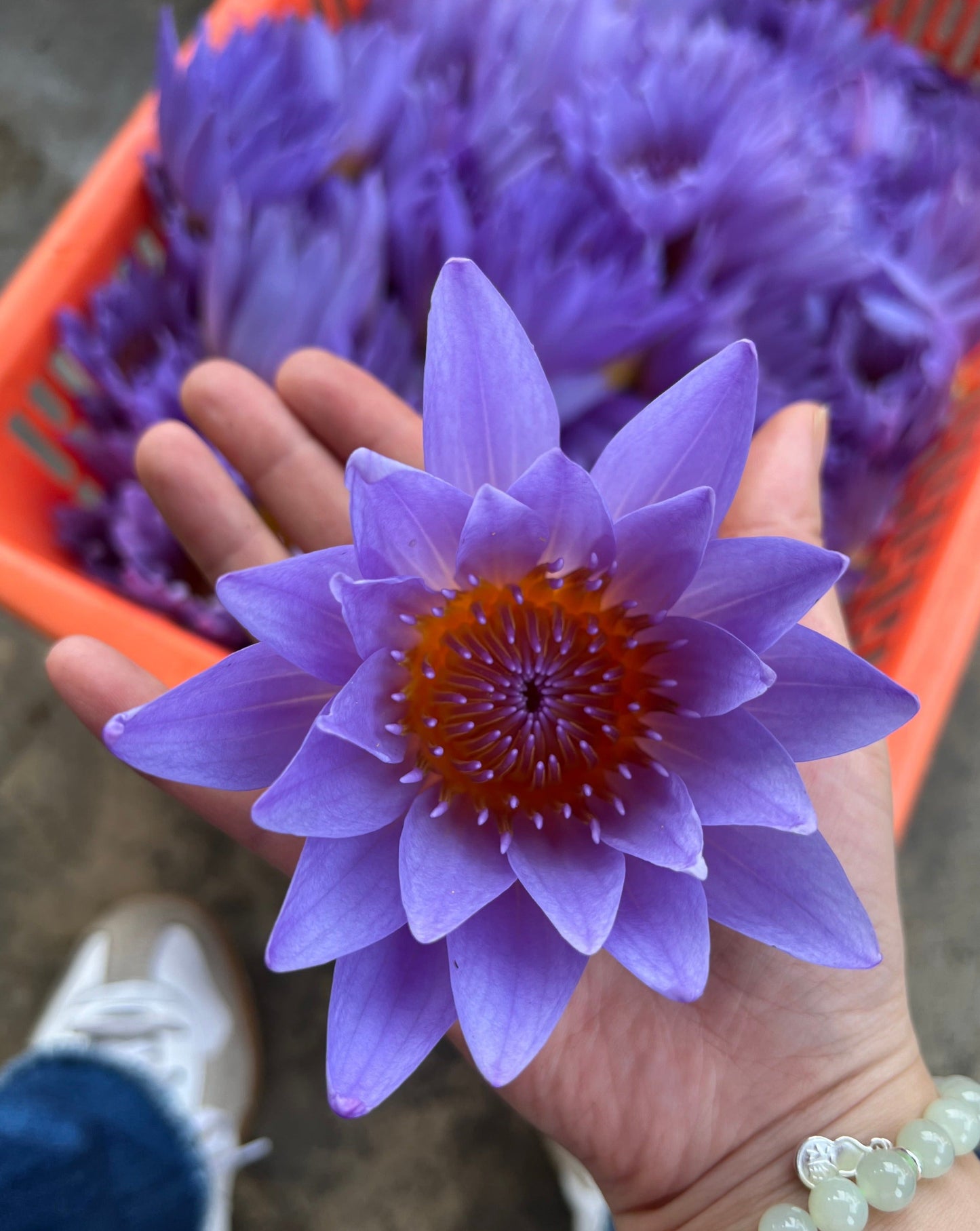 Blue Lotus Tea