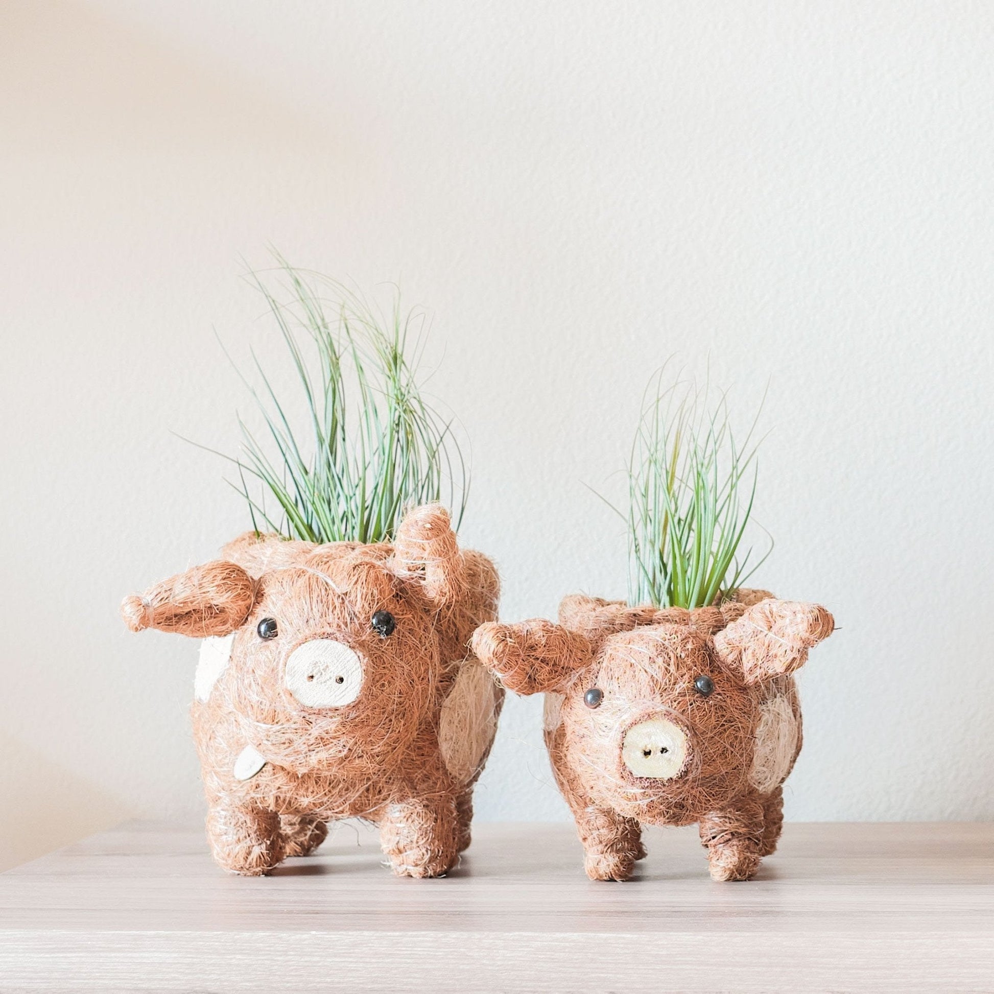 handmade succulent pots Pig Succulent - Handmade Planters