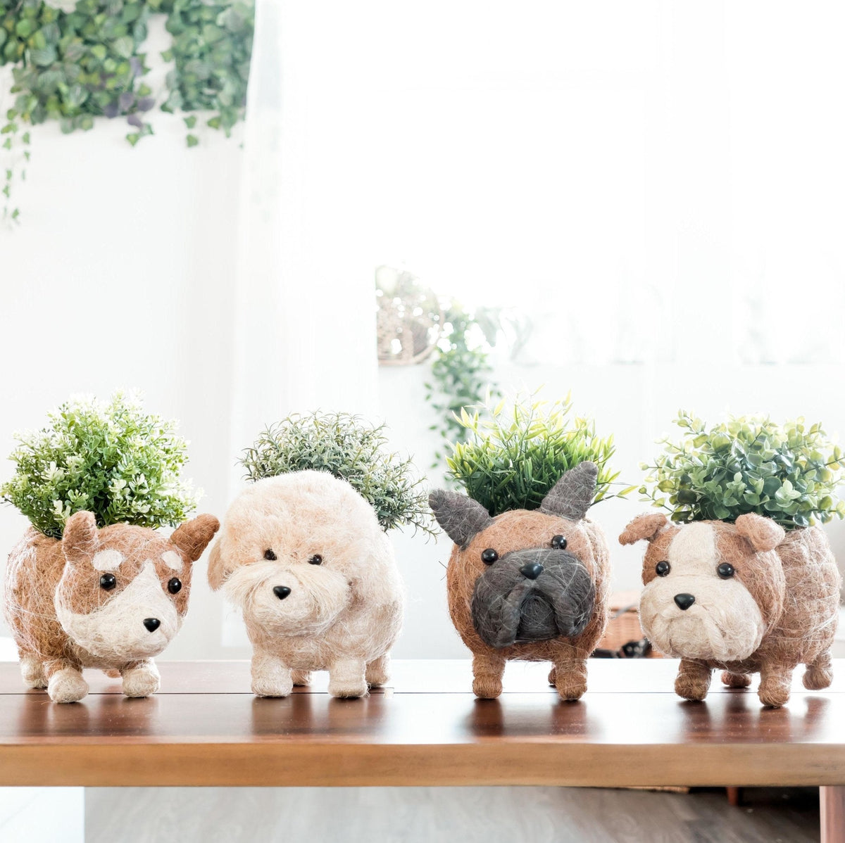 French Bulldog Planter - Coco Coir Pots | LIKHÂ