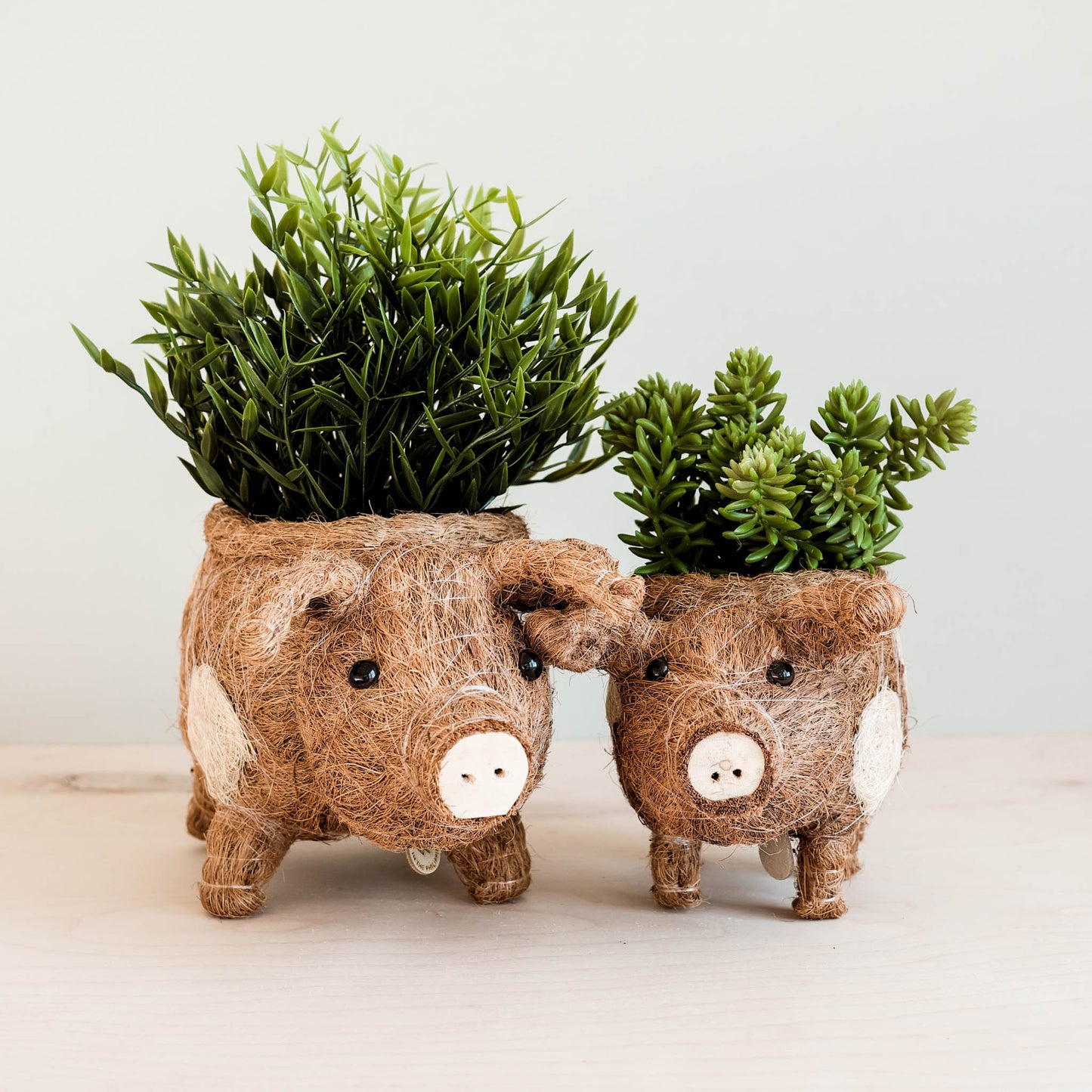 Pig Planter - Coco Coir Pots | LIKHÂ