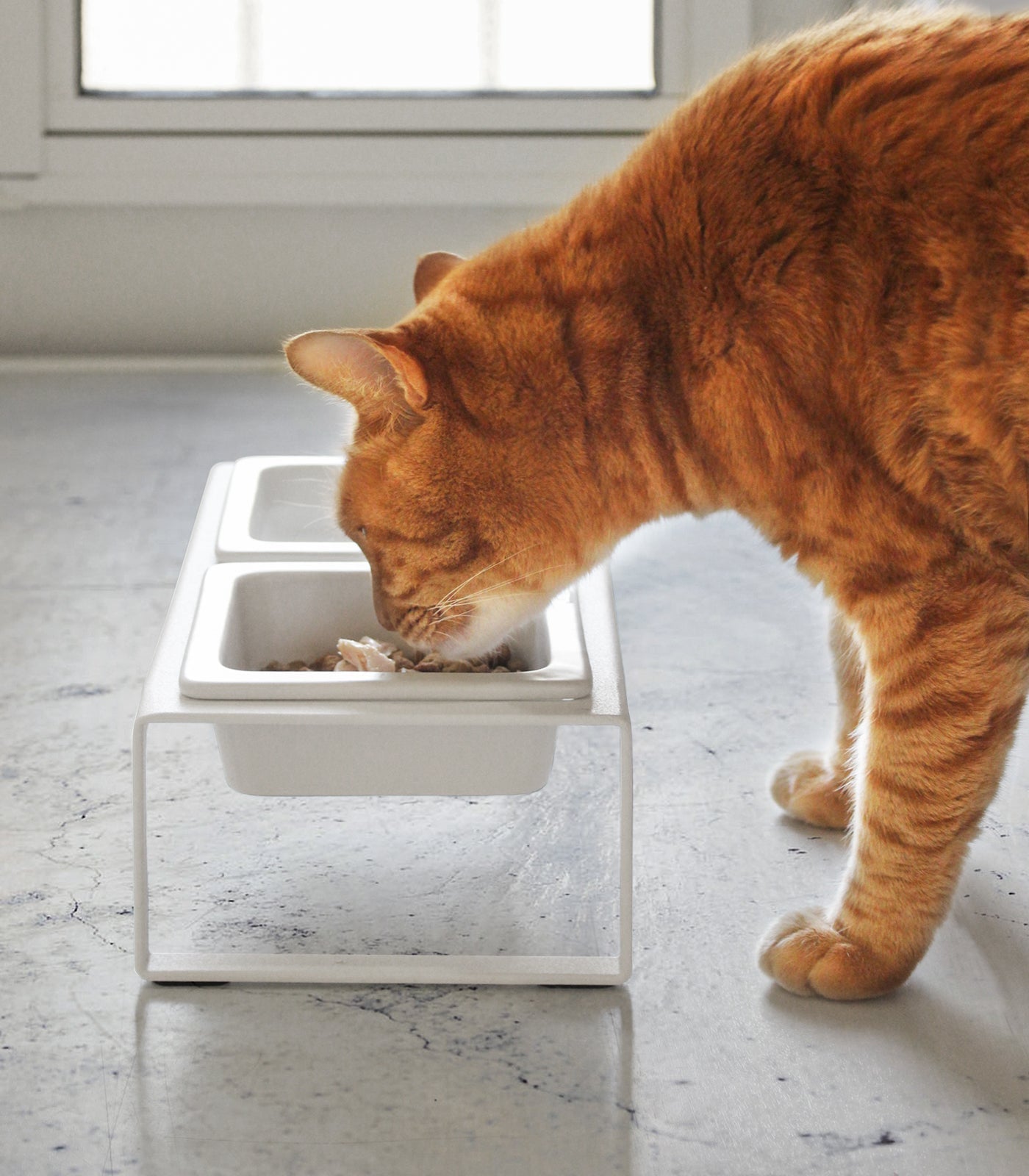 Pet Food Bowl - Tall - Steel + Ceramic